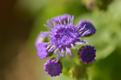 季節の花MDLIX！