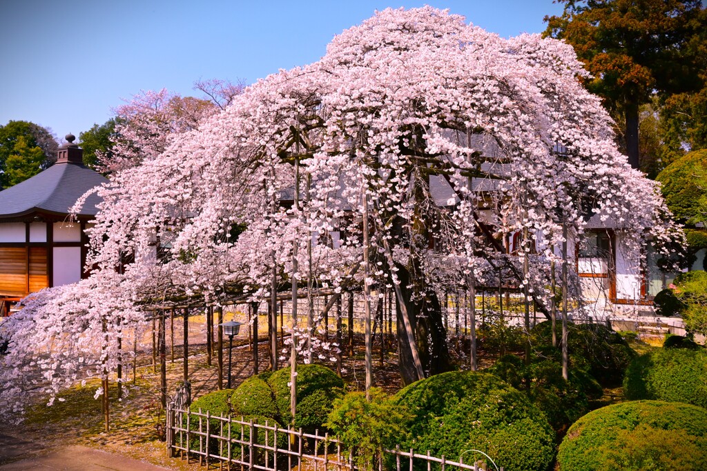 季節の花MCDXXXIX！