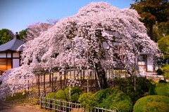 季節の花MCDXXXIX！