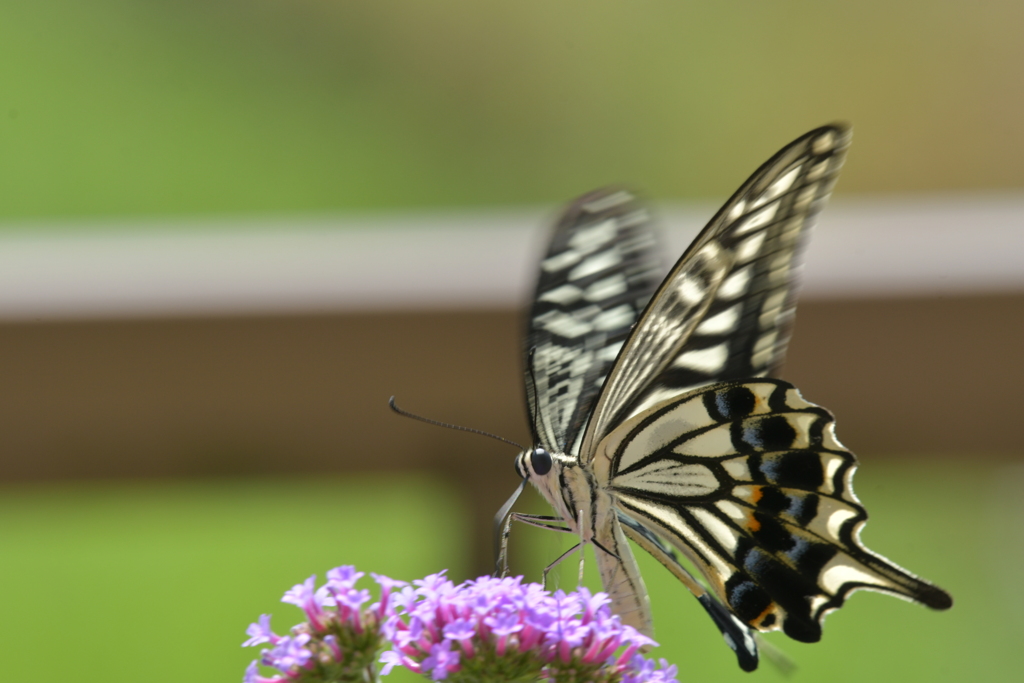 花と蝶II-XXVII！