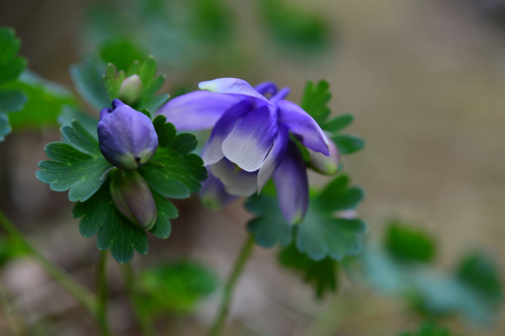 季節の花DCLXXXIII！