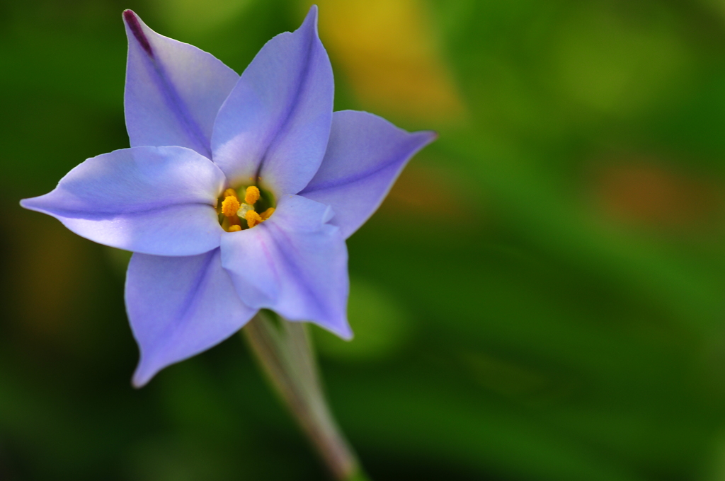 季節の花CXXVI！