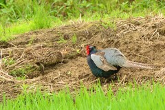 身近にいる野鳥CDLVIII！