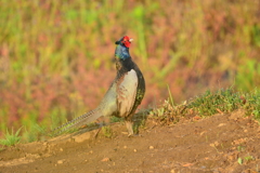 身近にいる野鳥CCCLXXXIV！