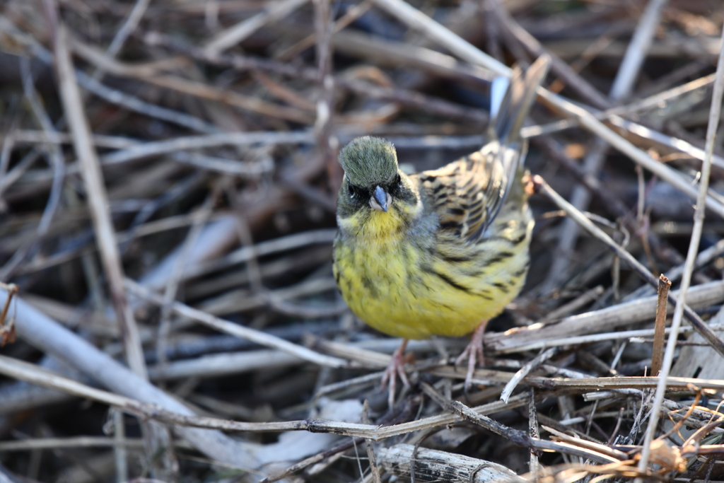 里山の野鳥KXXVIII！