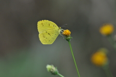 キタキチョウ（秋型♂）