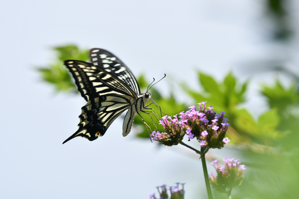 花と蝶MCCXCIII！