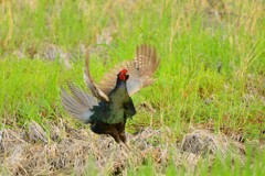 身近にいる野鳥CDXCVII！
