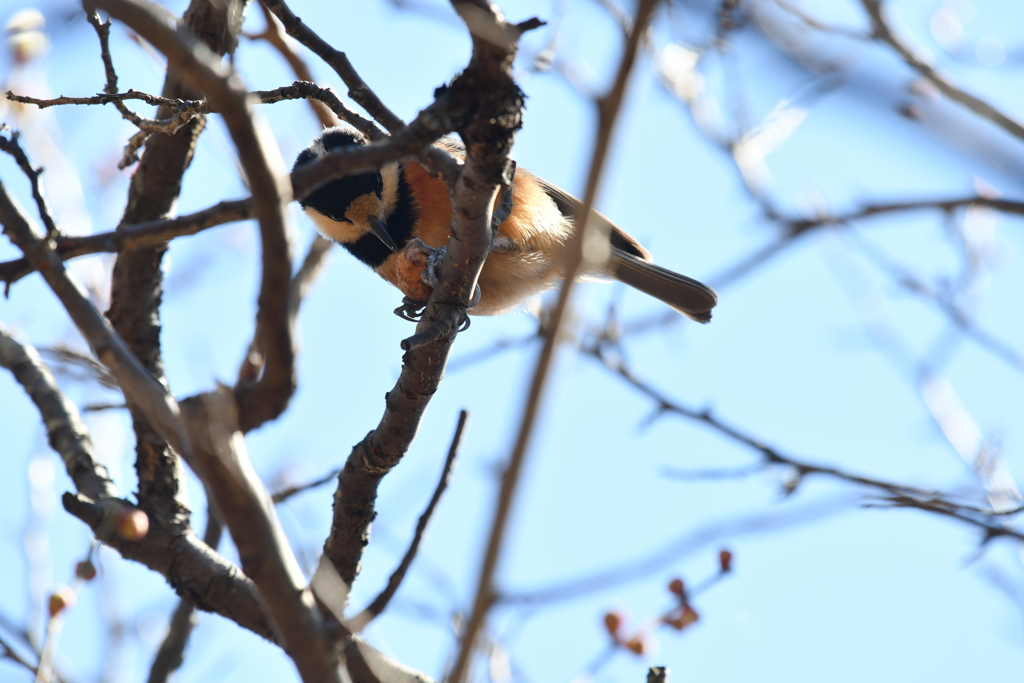 身近にいる野鳥CCCXXXI！