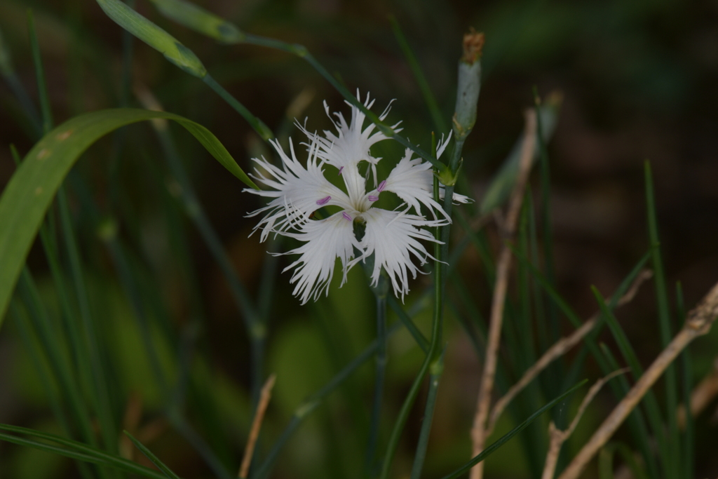 季節の花MCCCXXXIX！