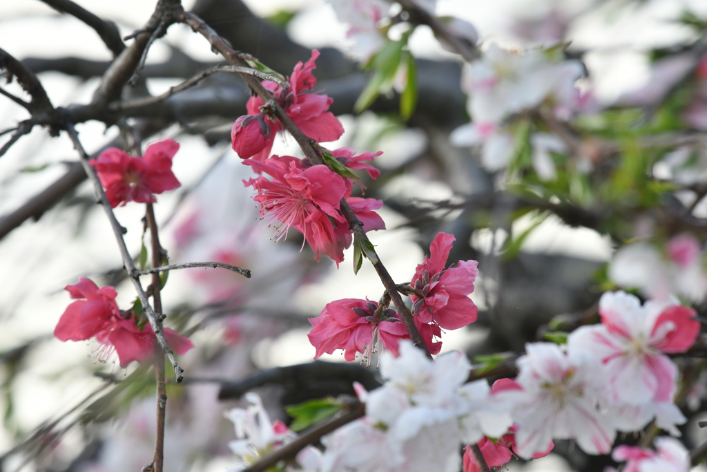 季節の花DCLVI！