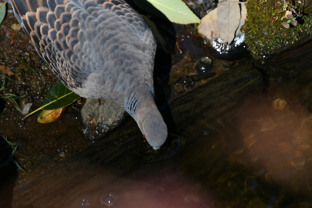 身近にいる野鳥CCXCI！