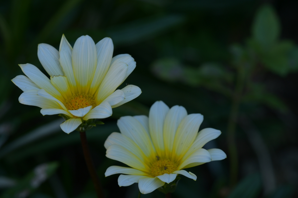 季節の花MLXXVI！