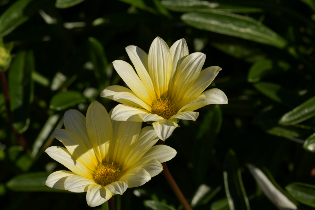 季節の花MDXXVI！