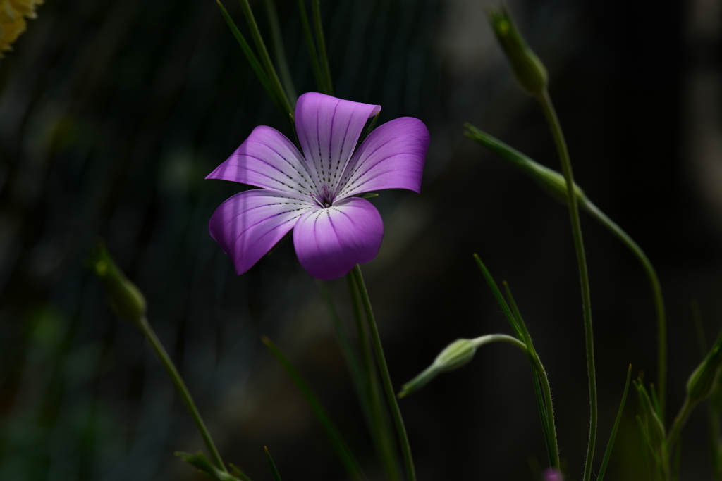 季節の花DCCXXXIII！