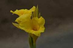 季節の花MCDXCVI！
