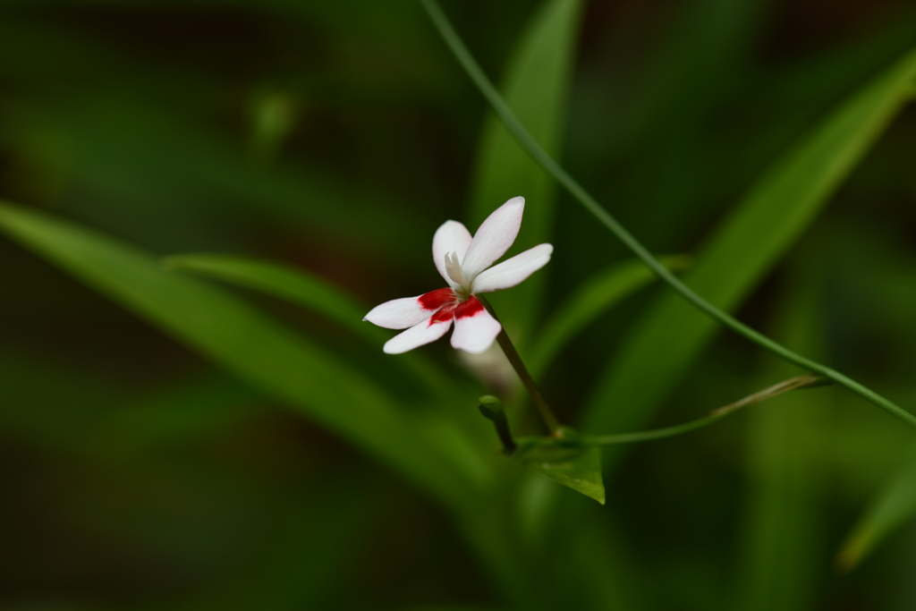 季節の花CKXXVIII！
