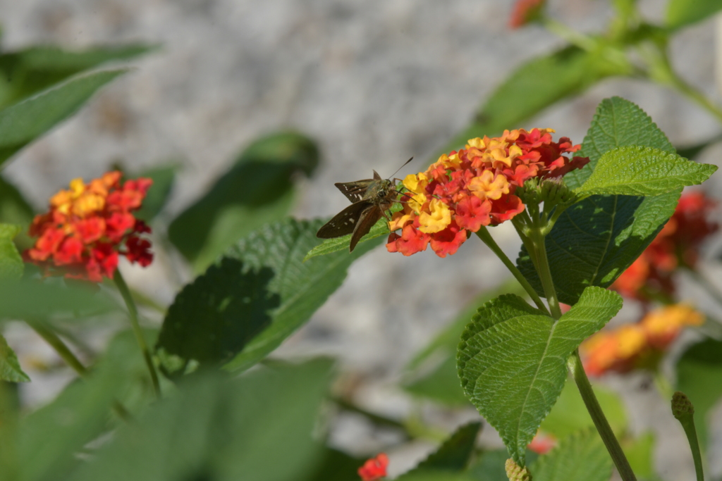 花と蝶II-CXLIII！