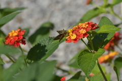 花と蝶II-CXLIII！