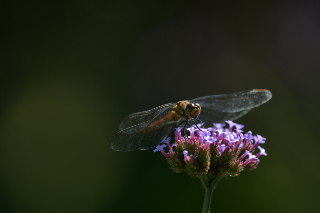里山のトンボCCLXXIII！