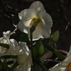 季節の花MCCCLXV！