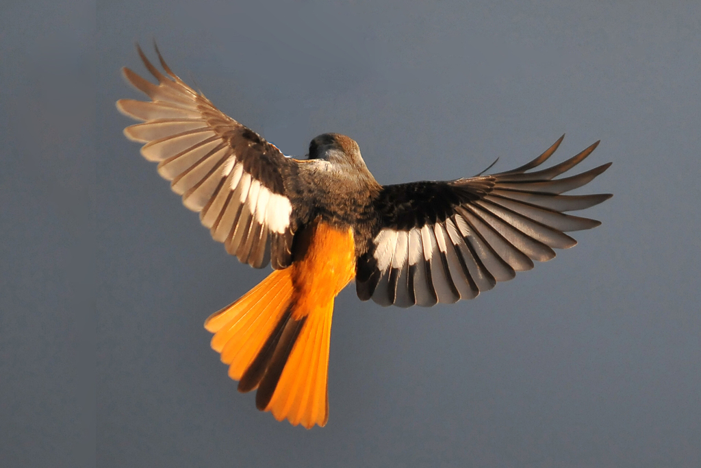 里山の野鳥CXIII！