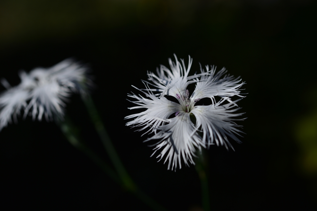 季節の花DCCCVI！