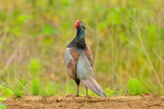 身近にいる野鳥CDLXX！