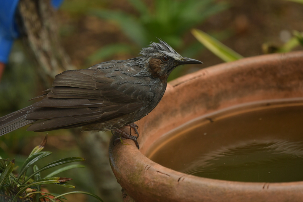 身近にいる野鳥CCCLI！