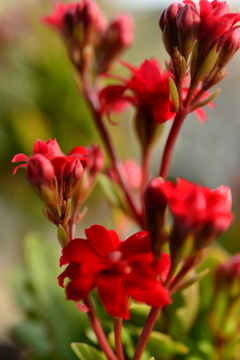 季節の花MDLXI！