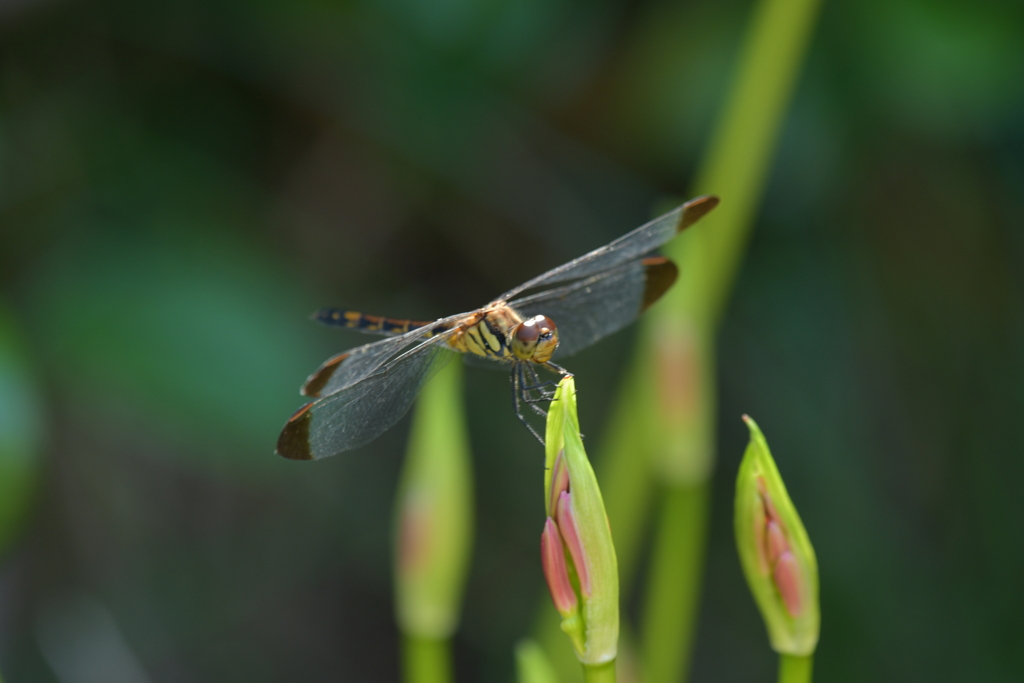 里山のトンボCCCLXX！