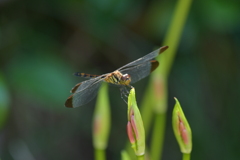 里山のトンボCCCLXX！