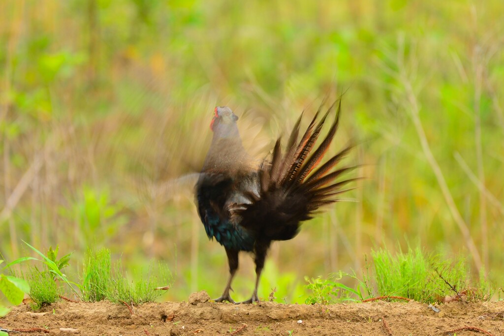 身近にいる野鳥CDLXXIII！