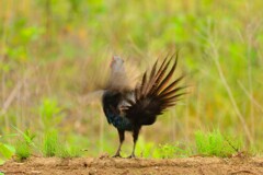 身近にいる野鳥CDLXXIII！