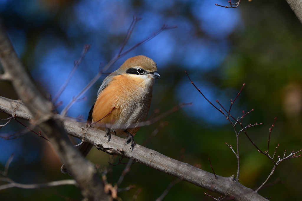 里山の野鳥XXXIX！