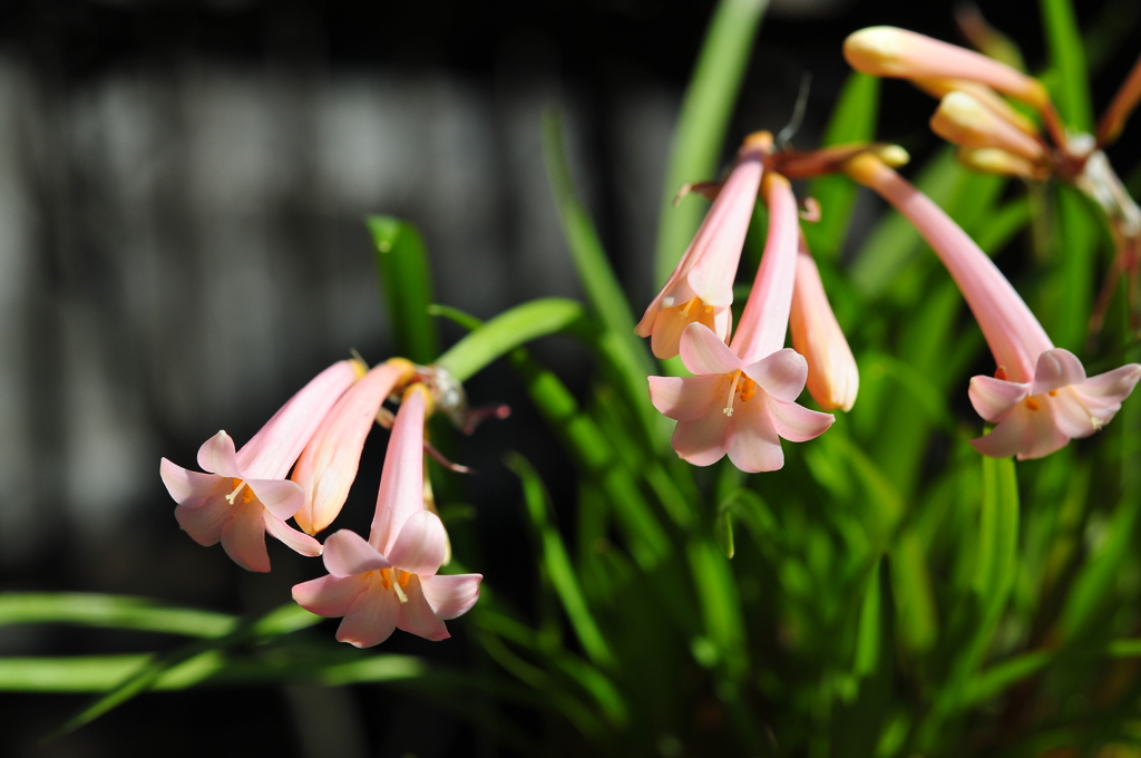 季節の花CCLV！