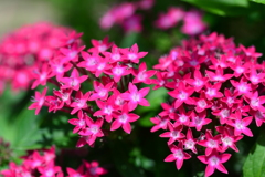 季節の花DCCXCVII！