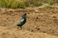 身近にいる野鳥DXXXI！