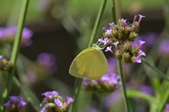 花と蝶II-IV! 花と蝶II-IV!