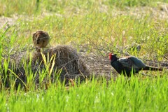 身近にいる野鳥CDXXXVIII！