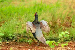 身近にいる野鳥DIII！