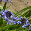 季節の花MCCLXII！