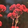 季節の花MCCCLVII！