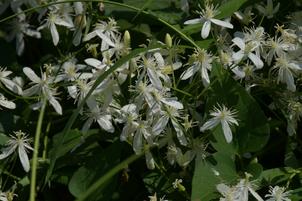 季節の花MDVIII！