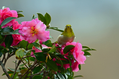 花に囲まれて