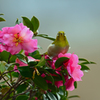 花に囲まれて