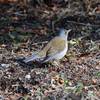 里山の野鳥LXII！