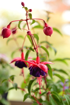 季節の花MCDLXXVI！