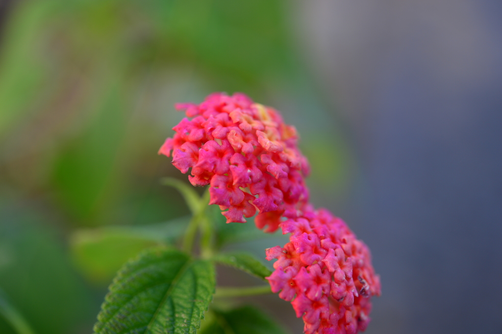 季節の花DCCCX！