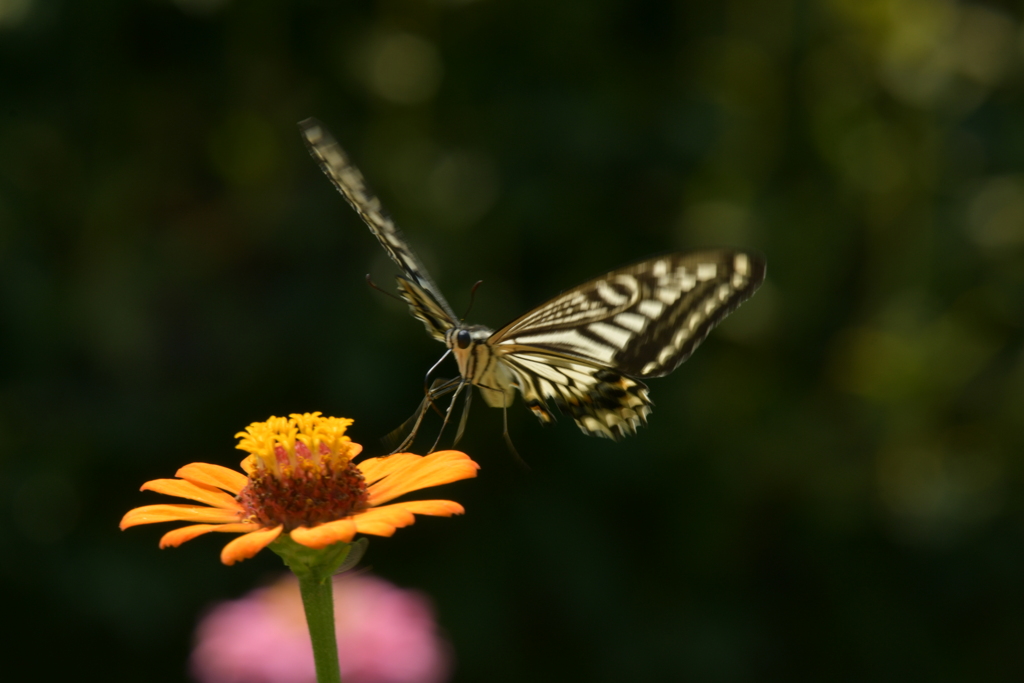 花と蝶II-LXXVIII！